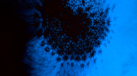 NewJelly31var2still