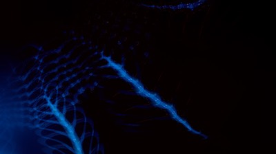 NewJelly31var5bl.jpg