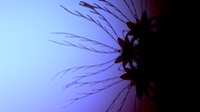 Strange Jelly Still 9