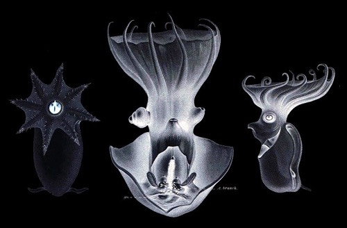 vampsquid